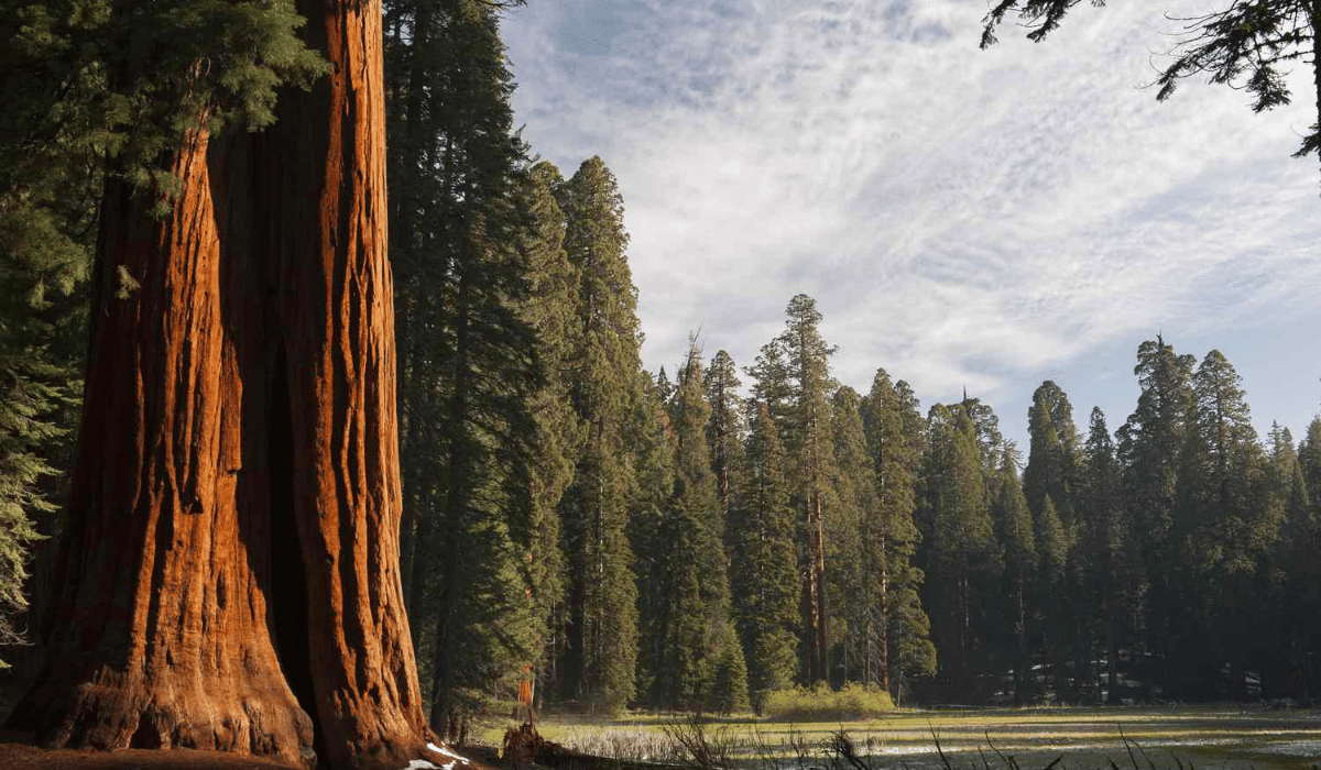 Sequoia National Park: A Complete in-Detailed Travel Guide