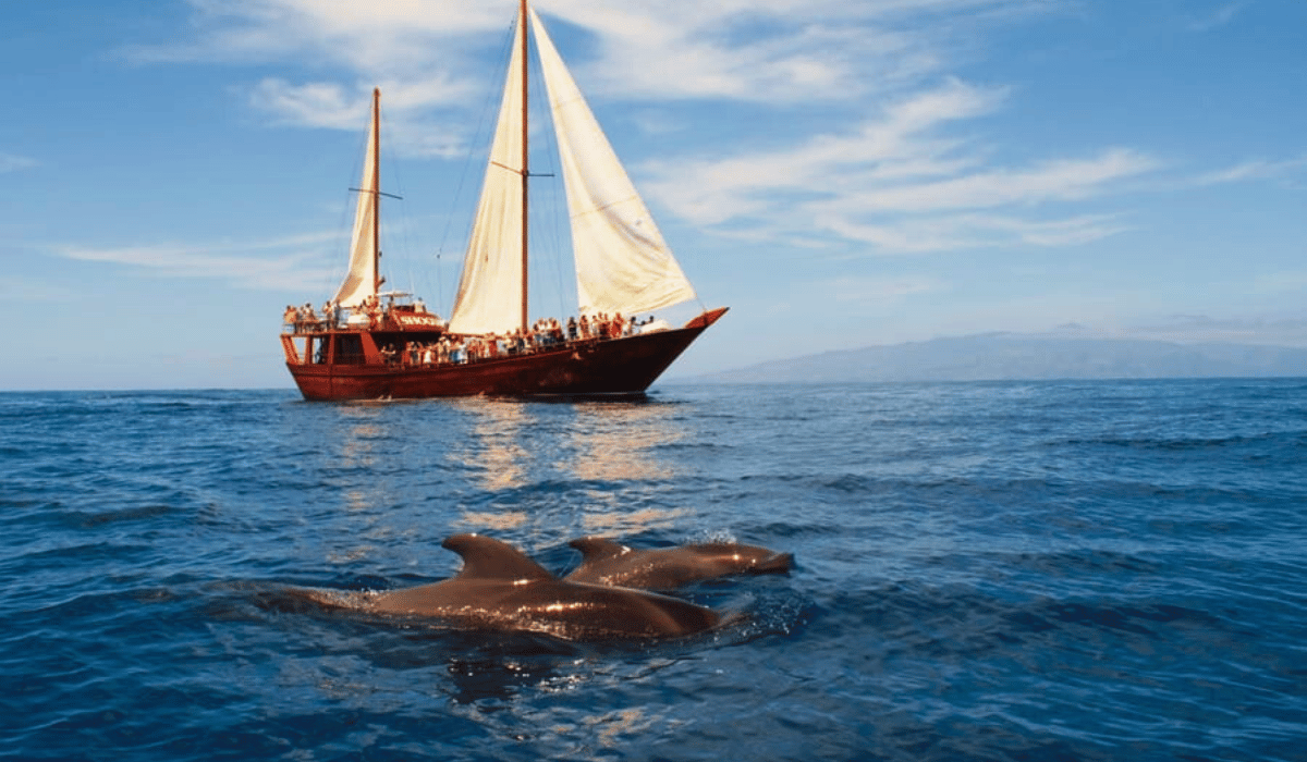 best whale watching tenerife